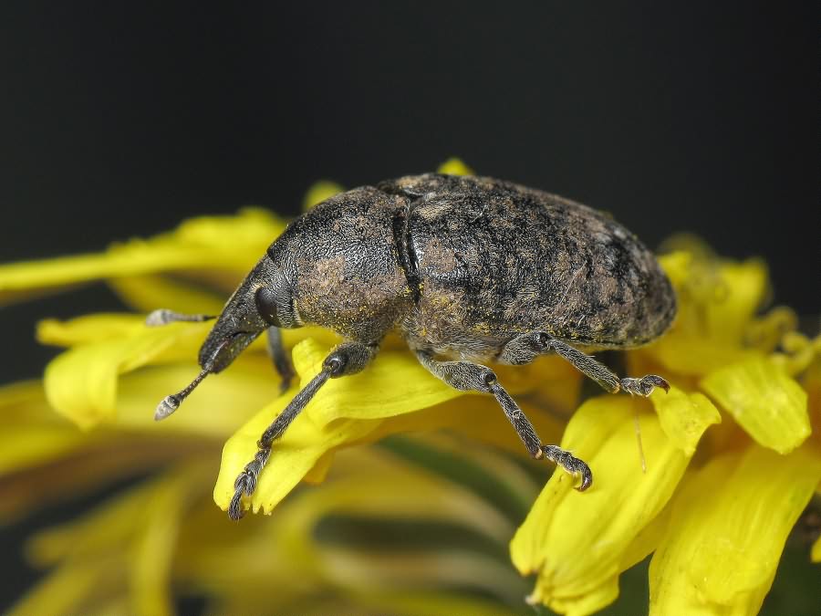 Larinus turbinatus Gyllenhal, 1835